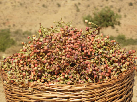 nini-japan-baneh-oil-fruit