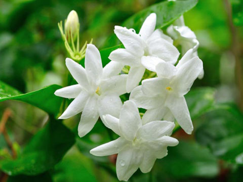 nini-japan-jasmine-balm-flower