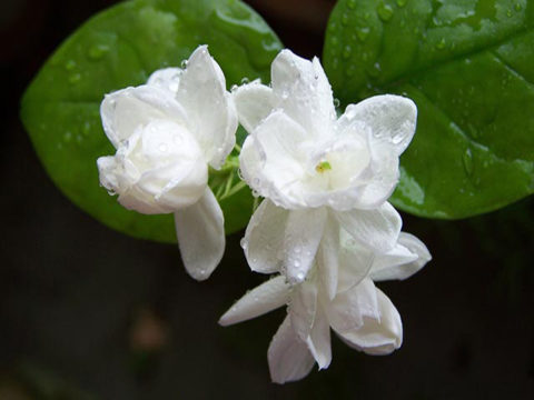 nini-japan-jasmine-oil-flower