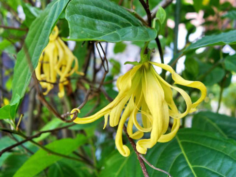 nini-japan-ylangylang-oil-flower